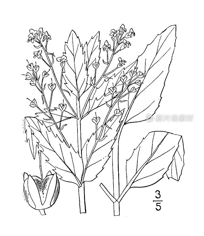 古董植物学植物插图:Veronica Americana, American Brooklime